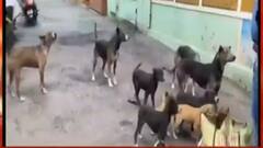 Teacher Harrassed: কুকুরকে খাওয়ানো নিয়ে বচসা, চিৎপুরে অধ্যাপিকাকে 'নিগ্রহ'| Bangla News