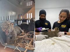 Leopard cubs: पुणे में वन विभाग ने रेस्क्यू किए तीन तेंदुए शावक, 2 मादा और एक नर, देखें तस्वीरें