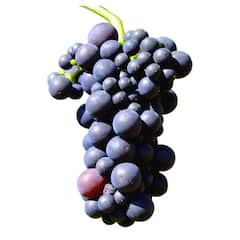 Health Tips : হার্ট-ডায়াবেটিস-ক্যানসার, তাবড় রোগের মোক্ষম 'দাওয়াই' কালো আঙুর