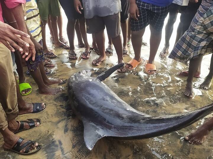 Hundreds of dolphins found aside kovalam beach at Kanyakumari கோவளம் கடற்கரை அருகே இறந்த நிலையில் கரை ஒதுங்கிய டால்பீன் - கூட்டம் கூட்டமாக கூடிய டால்பீன்கள்