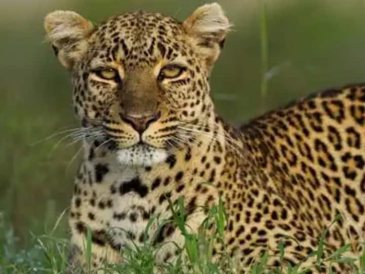 Pilibhit Uttar Pradesh Fear among farmers after female leopard and 5 cubs spotted in field in village Pilibhit: 5 शावकों के साथ दिखी मादा तेंदुआ, डर के मारे गन्ना नहीं काट पा रहे किसान, वन विभाग ने कही ये बात