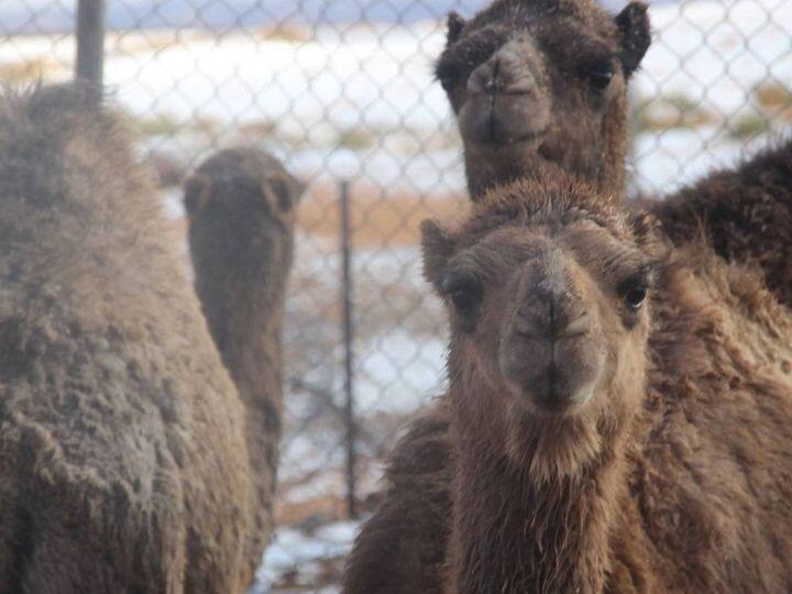 Camels surrounded by snow | Photo: Instagram/@karim_bouchetat