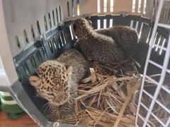 Leopard cubs: पुणे में वन विभाग ने रेस्क्यू किए तीन तेंदुए शावक, 2 मादा और एक नर, देखें तस्वीरें