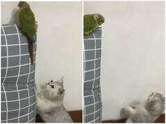 Watch: चिड़िया को देखते ही शिकार को निकली बिल्ली, अचानक से उड़ गए उसके तोते