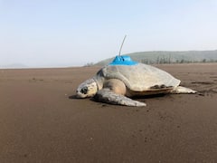 In Pics : कोकणातील सागरी कासवांना सॅटेलाईट ट्रान्समीटर, स्थलांतराचा अभ्यास करण्यासाठी नवा प्रयोग
