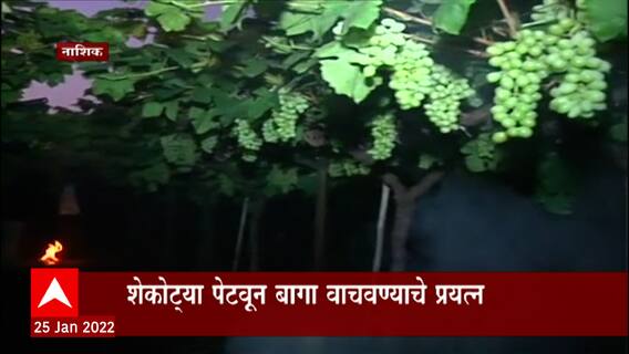 Nashik Winter : निफाडमध्ये पारा 5 अंश सेल्सिअसवर, कडाक्याच्या थंडीचा द्राक्षांवर मोठा परिणाम
