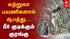 Monkey Drinks Beer | சுற்றுலா பயணிகளால் ஆபத்து... பீர் குடிக்கும் குரங்கு | Ooty | Nilgiris | Tour