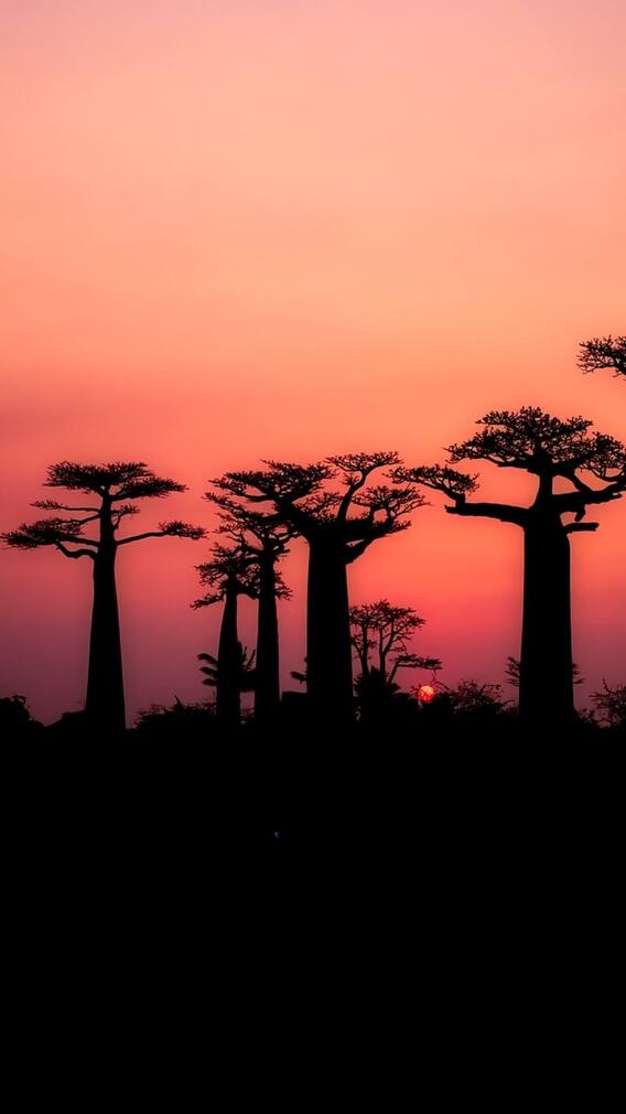 ভাল থাকবে ত্বক, চুল, নিয়মিত ব্যবহার করুন বাওবাব তেল