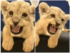 Watch: दहाड़ने की प्रैक्टिस करता दिखा शेर का बच्चा, वीडियो देख निकल पड़ेगी हंसी