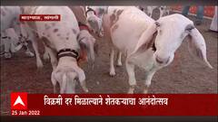 Sangli : माडग्याळ शेळीबाजारातील व्यवहार चर्चेत, 6 मेंढ्यांची 14 लाखांना विक्री