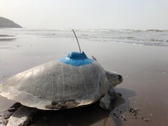 In Pics : कोकणातील सागरी कासवांना सॅटेलाईट ट्रान्समीटर, स्थलांतराचा अभ्यास करण्यासाठी नवा प्रयोग