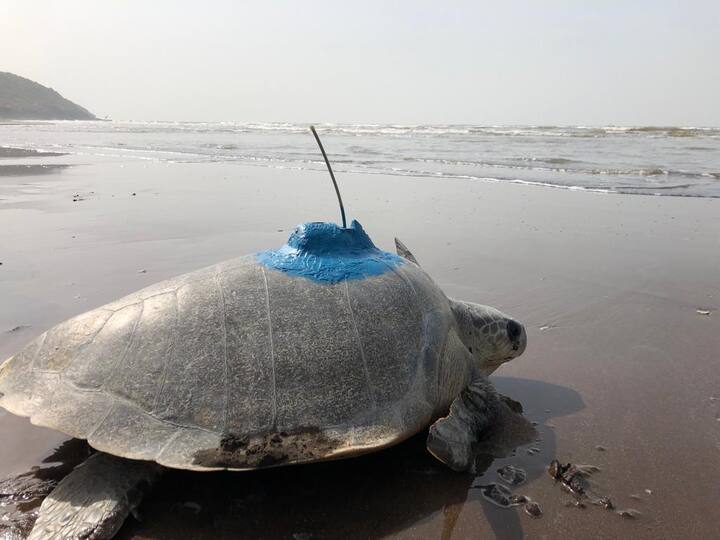 कोकणातील सागरी कासवांना सॅटेलाईट ट्रान्समीटर बसवण्यात आले आहे. किनारपट्टीवर विणीसाठी येणाऱ्या कासवांचा त्यांच्या स्थलांतराचा अभ्यास करण्यासाठी प्रयोग करण्यात आले आहे.