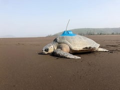 In Pics : कोकणातील सागरी कासवांना सॅटेलाईट ट्रान्समीटर, स्थलांतराचा अभ्यास करण्यासाठी नवा प्रयोग