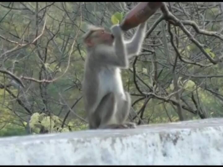 Video of a monkey drinking in beer bottle at Coimbatore Watch Video : பீர் குடிக்கும் குரங்கு ; வனப்பகுதியில் மதுபாட்டில்களை வீசி செல்பவர்களால் விபரீதம்..