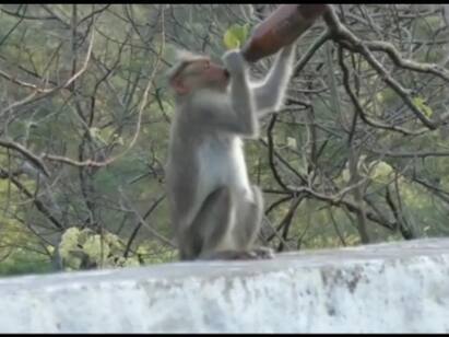 Video of a monkey drinking in beer bottle at Coimbatore Watch Video : பீர் குடிக்கும் குரங்கு  வனப்பகுதியில் மதுபாட்டில்களை வீசி செல்பவர்களால் விபரீதம்..