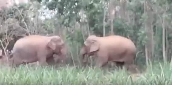 Elephants Attack In Chittoor:  ఏనుగుల గుంపు హల్ చల్ | GajulaMandya | ABP Desam