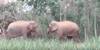 Elephants Hulchal : శ్రీకాకుళం జిల్లా ఇచ్చాపురం మండలంలో ఏనుగులు హల్ చల్