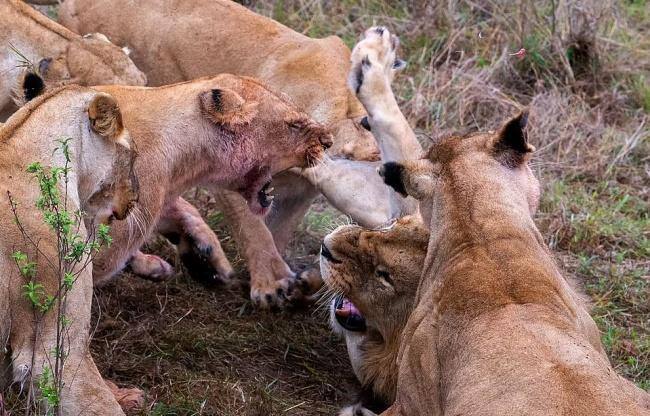 Lion Fight : Lion loses a TESTICLE after lionesses attack him for trying to steal their food Lion Fight : ਸ਼ੇਰ ਨੂੰ ਸ਼ੇਰਨੀਆਂ ਦਾ ਖਾਣਾ ਚੋਰੀ ਕਰਨਾ ਪਿਆ ਮਹਿੰਗਾ , ਸ਼ੇਰਨੀਆਂ ਦੇ ਝੁੰਡ ਨੇ ਕੀਤਾ ਅਜਿਹਾ ਹਾਲ