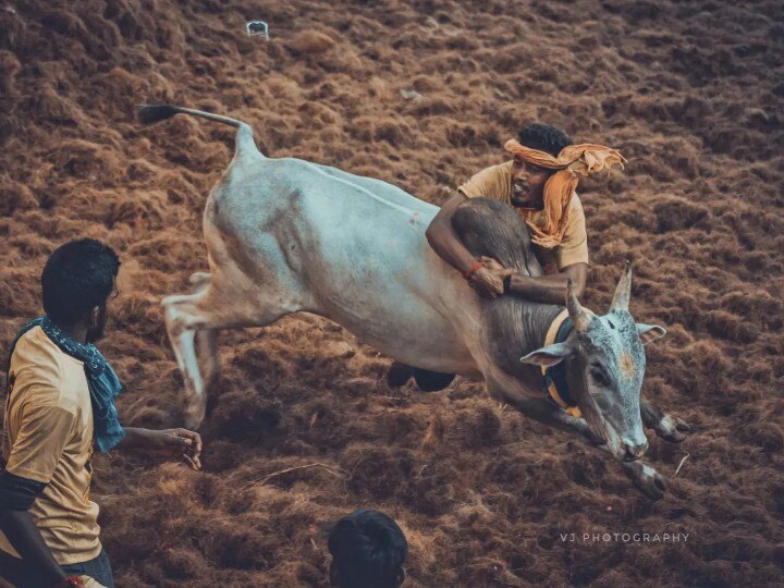 ”ஜல்லிக்கட்டுக்கு போராடியதால கொலை வழக்கு போட்டாங்க” - அரசு வேலை தட்டிப் போவதாக மாடுபிடி வீரர் வேதனை !