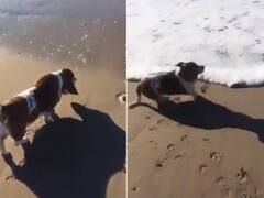 Watch: कुत्ते को समुद्र से मिलना नहीं आया पसंद, नहीं देखे होंगे ऐसे मजेदार रिएक्शन