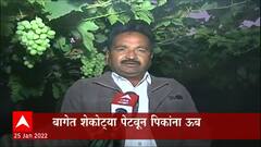 Maharashtra : कडाक्याच्या थंडीचा द्राक्षबागांना फटका; शेतकऱ्यांचा पीक वाचवण्याचा प्रयत्न ABP Majha