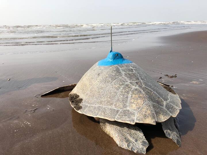 कांदळवन प्रतिष्ठान, वन विभाग आणि भारतीय वन्यजीव संस्थान रायगड, रत्नागिरी, आणि सिंधुदुर्गातील विविध किनाऱ्यावरील आणखी चार ऑलिव्ह रिडले कासवांवर सॅटेलाईट ट्रान्समीटर लावले जाणार आहे.