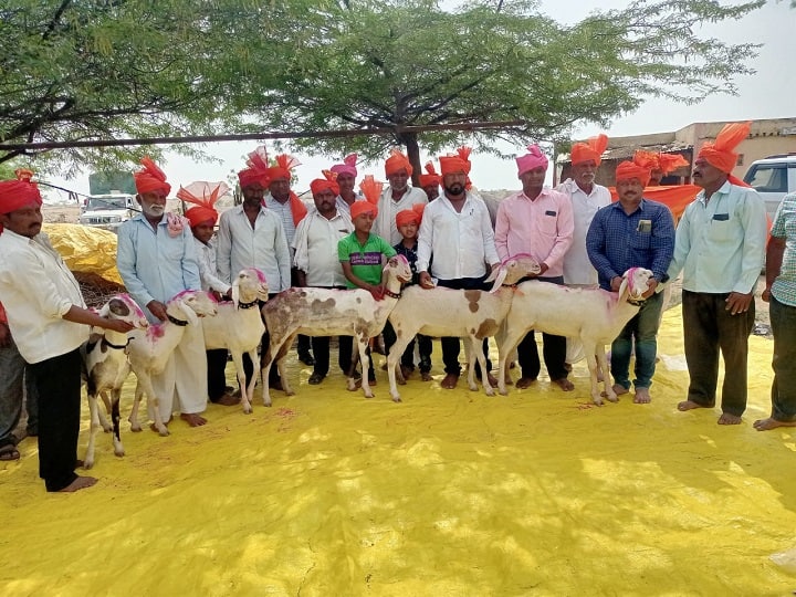  six sheep sold for  14 lakh in sangli district jath taluka madgyal market  सांगलीतील माडग्याळच्या मेंढीची किंमत ऐकून व्हाल थक्क, विक्रीनंतर शेतकऱ्याकडून भव्य मिरवणूक 