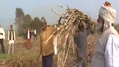Find out why Sugarcane farmers are upset in Western UP | Ghanti Bajao