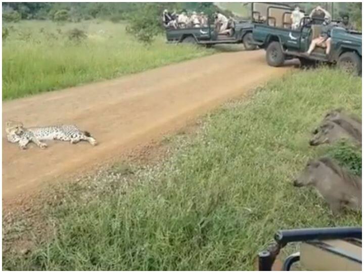 Watch: आग से खेलने चले थे तीन जंगली सूअर, चीते के गुस्से में आते ही दुम दबाकर भागे Three wild boars ran away in fear after challenging Cheetah Watch: आग से खेलने चले थे तीन जंगली सूअर, चीते के गुस्से में आते ही दुम दबाकर भागे