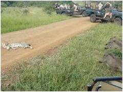 Watch: आग से खेलने चले थे तीन जंगली सूअर, चीते के गुस्से में आते ही दुम दबाकर भागे