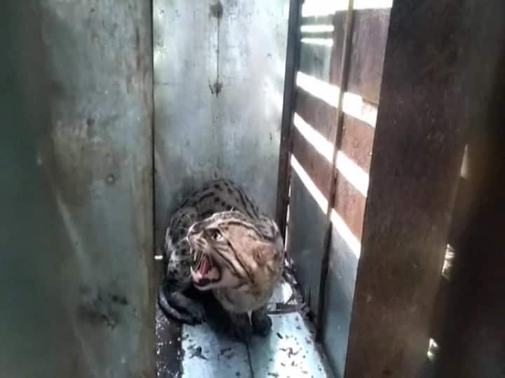 Hooghly Chinsurah dead body of a fishing cat recovered Hooghly News: এবার চুঁচুড়া, উদ্ধার রক্তাক্ত বাঘরোল শাবকের দেহ