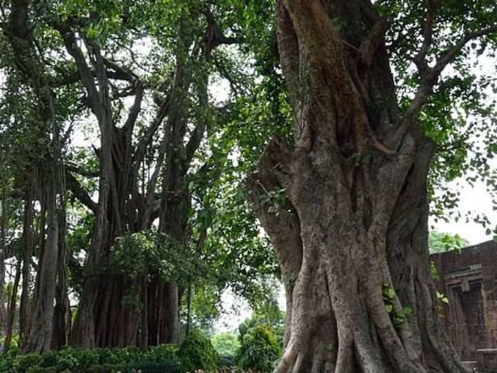 North 24 Parganas: Allegation of cutting down 47 trees in Ashoknagar North 24 Parganas News: তোলা না দেওয়ায় ৪৭টি গাছ কেটে দেওয়ার অভিযোগ অশোকনগরে