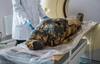 Fetus Inside Egyptian Mummy : 2000 वर्ष जुन्या इजिप्शियन ममीच्या पोटात 28 महिन्यांचा गर्भ, आतापर्यंत कसा राहिला सुरक्षित?