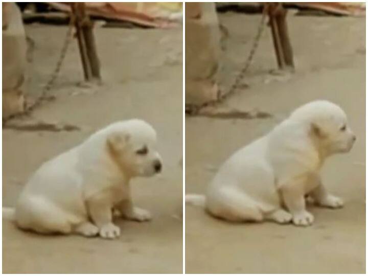 Instead of barking dog was seen roosting like a chicken viral video trending news Watch: संगत का डॉगी पर पड़ा बुरा असर, भौंकने के बजाए लगाई मुर्गे की तरह आवाज