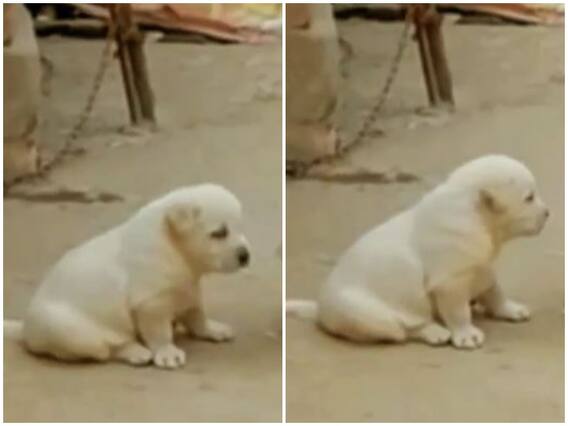 Watch: संगत का डॉगी पर पड़ा बुरा असर, भौंकने के बजाए लगाई मुर्गे की तरह आवाज Watch: संगत का डॉगी पर पड़ा बुरा असर, भौंकने के बजाए लगाई मुर्गे की तरह आवाज