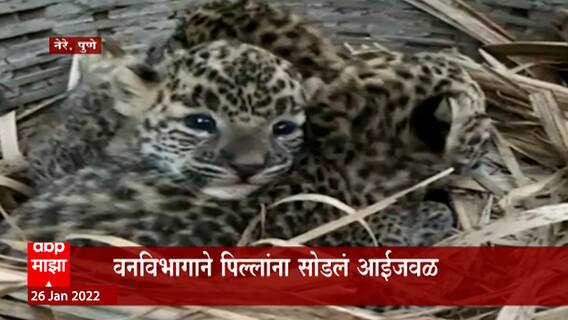 Pune : नेरे गावात आढळली बिबट्याची पिल्लं, वनविभागाने पिल्लांना सोडलं आईजवळ ABP Majha