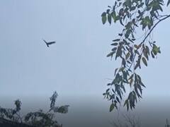 Korba School News: कोरबा में बाज के हमले से स्कूल टीचर भयभीत, छतरी और हेलमेट लगाकर खुद को बचा रहे