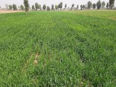 रबी सीजन में फसलों के बंपर उत्पादन की उम्मीद, इस वजह से खिल उठे हैं जोधपुर के किसनों के चेहरे   