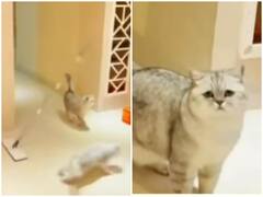 Watch: खेल-खेल में बिल्ली को भारी पड़ी आपस की मस्ती, रिएक्शन देख निकल जाएगी हंसी