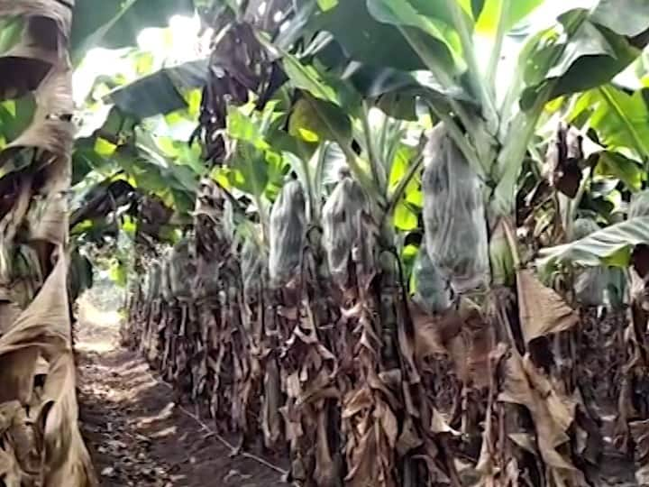 Nandurbar News Effects of severe cold on Rabbi season crops How to take care Nandurbar News : कडाक्याच्या थंडीचा रब्बी हंगामातील पिकांवर परिणाम; कशी घ्याल काळजी?