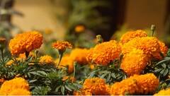 ત્વચાને નિખારવા માટે ગલગોટાનું ફુલનો માસ્ક છે કારગર, આ રીતે કરો ઉપયોગ