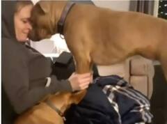 ਮਾਲਕਣ ਦੇ ਗਰਭਵਤੀ ਹੋਣ 'ਤੇ ਕੁੱਤੇ ਦੇ ਇਮੋਸ਼ਨਲ ਪਲ , ਐਕਪ੍ਰੇਸ਼ਨ ਨਾਲ ਜਿੱਤਿਆ ਲੱਖਾਂ ਲੋਕਾਂ ਦਾ ਦਿਲ 