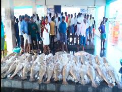 மீனவர் வலையில் சிக்கிய கத்தாழை மீன்கள் - ஆண்மை குறைவுக்கு மருந்தாக பயன்படும் என்பதால் 70 லட்சத்துக்கு ஏலம்