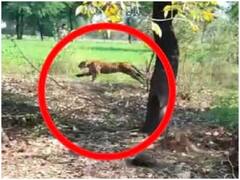 Damoh News: दमोह के देवरान में तेंदुए की दहशत, ग्रामीण पर हमले का वीडियो कैमरे में हुआ कैद