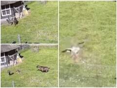 Watch: मुर्गी पर बाज ने किया जानलेवा हमला, साथियों ने बचाई जान