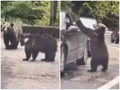 Watch: सड़क पर टहलती दिखी मौत! फिर भी शख्स ने भालू के बच्चे से की शरारत