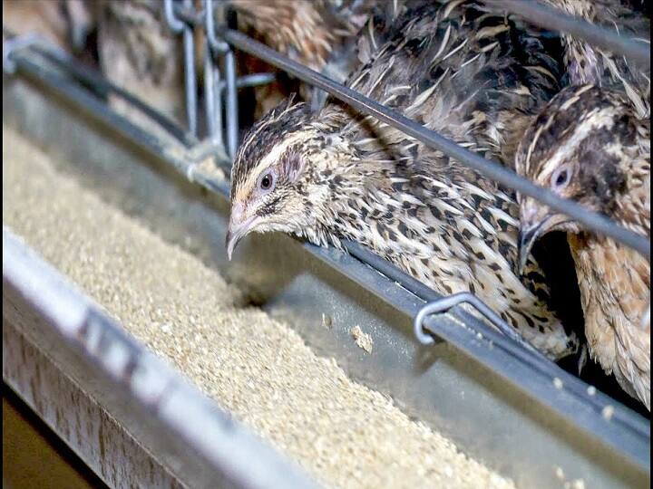 Man succeeds in Quail Farming business at Ramanathapuram ராமநாதபுரம் : காடை வளர்ப்பில் சாதித்த இஸ்மாயில் சொல்லும் சக்ஸஸ் சீக்ரெட்ஸ்..!