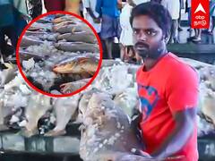 Kural Fish: 41 மீன்களின் விலை 70 லட்சம் ரூபாய்.. நாகை மீனவருக்கு அடித்த ஜாக்பாட்