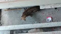 Cooch Behar: কোচবিহারে লোকালয়ে চিতাবাঘের হানা! ঘণ্টা তিনেকের চেষ্টায় 'বন্দি' বাঘ | Bangla News