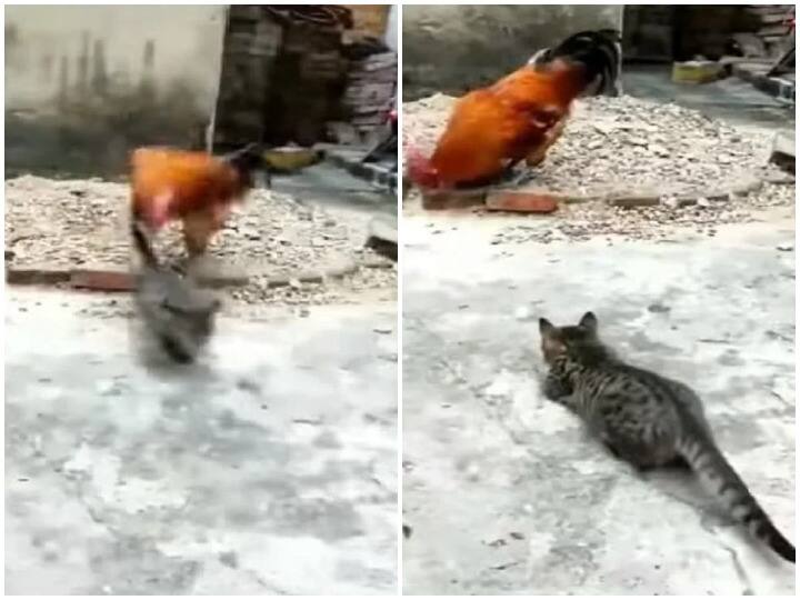cat and cock fight video goes viral over social media watch funny animal videos Watch: मुर्गे से पंगा लेना बिल्ली को पड़ा भारी, जरा सी चोंच से कर दी ऐसी हालत